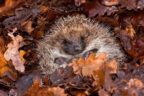 Ёж готовится к зимней спячке