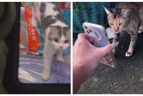 Женщина считает, что уличные кошки помогли ей найти пропавшего питомца