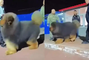 Тибетский мастиф — самая дорогая собака на земле