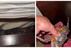 Ночь в отеле превратилась в кошмар: турист заметил неожиданного гостя в своей кровати