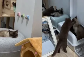 "Лучшее решение": владелица показала, как побороть апатию кота простым способом