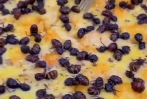 Как в Бразилии муравьи-деликатес украшают пиццу