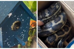 Австралия в своём стиле: скворечник захватила змея