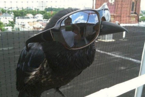 Причины, по которым не стоит заводить дома ворона