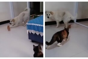 Кошка подумала, что пёс обидел котенка