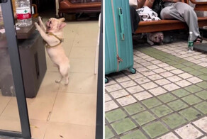 Французский бульдог, собирающий пластик, покорил соцсети в Китае»