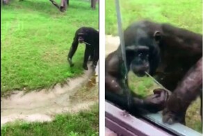 Расчётливая и продуманная обезьяна