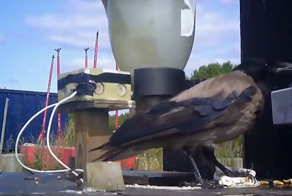 Шведы научили ворон убирать мелкий мусор с улиц