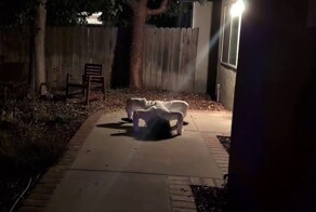 Мужчина научил своего робота ползать в стиле монстров из ужастиков