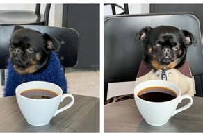 Пёс с постоянно хмурой мордочкой