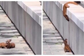 Помог другу как мог