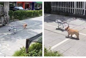 Робопес выгуливает обычную собаку