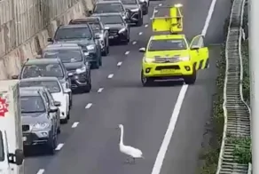 Лебедь устроил пробку на A27 под Горинхемом