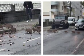 Семейство капибар переходит дорогу