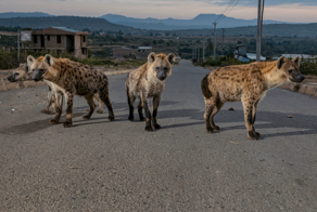 5 фактов, которые меняют представление о гиенах