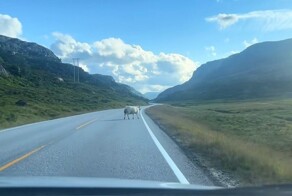 "Утром рано повстречались два..."