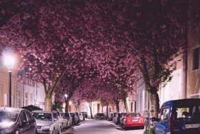 15 столь уникальных и прекрасных деревьев, что в их существование сложно поверить