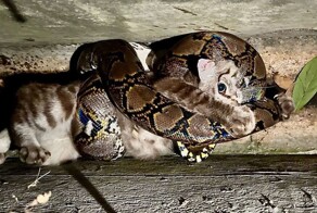 Мужчина спас кошку, которую схватила змея