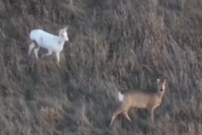 Почти белоснежная косуля замечена в Новосибирской области