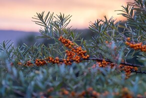 Сибирское чудо, которое европейцы открывают заново: облепиха замедляет старение