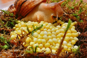 Ахатины: домашние улитки уничтожают мир