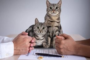 Турецкий тренд – алименты на котов