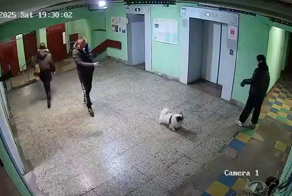 «Ты держи собаку свою, а то она не доедет»: мужчина швырнул собаку в стену из-за гавканья