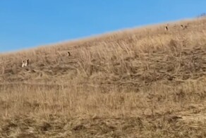Зоозащитницы хотели сжечь деревню, где собаки напали на ребенка