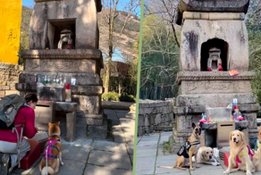 Китайцы заставляют собак помолиться