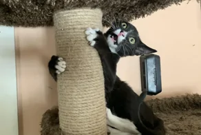 25 ярких примеров тайных планов и замыслов, написанных на усатой морде