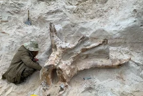 В Ленобласти нашли древнейший пень возрастом 385 млн лет