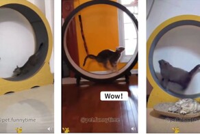 Котейки на колесе