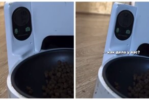 Мужчина дозвонился до своей жены через кошачью автокормушку