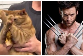 Кот до последнего защищал украденную курицу