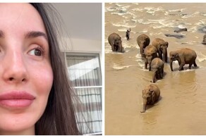 Редкое зрелище: туристка из России увидела стадо спасённых слонов прямо из номера