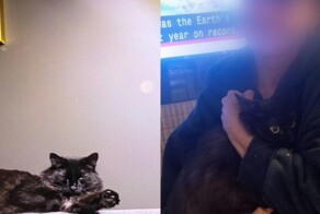 В аэропорту Стамбула 12 часов искали кота, сбежавшего из переноски перед полётом