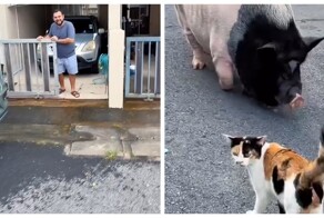 Мужчина снял двухэтажный дом на Пхукете за 30 тысяч рублей в месяц