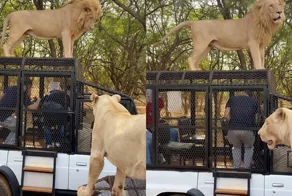 Во время сафари в Сенегале лев забрался на крышу машины и помочился на туристов