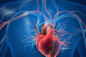 Учёные: сердце человека обладает способностью к самовосстановлению