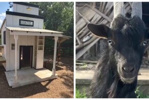 Мужчина построил «отель» для козла