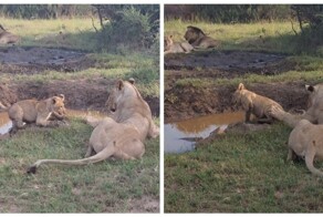 Все коты любят играть