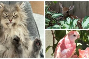 30 снимков животных для хорошего настроения