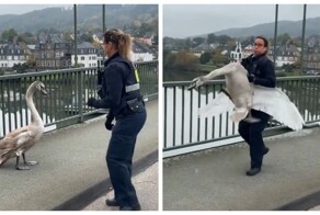 Немецкая полиция поймала лебедя, который выбежал на трассу