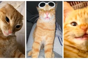 С рыжим котом не соскучишься