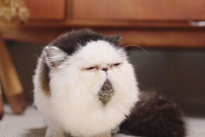 20 одухотворённых мастеров дзена, которые знают о релаксе всё и даже немного больше