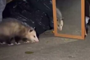 Реакция опоссума на своё отражение в зеркале