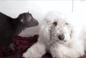 Просто гифки, всякие и&nbsp;разные