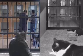 Музыкальная кормушка помогла кошке найти новый дом