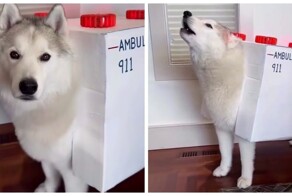 Лучший костюм для хаски