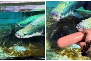 Арапайма: одна из самых крупных пресноводных рыб в мире